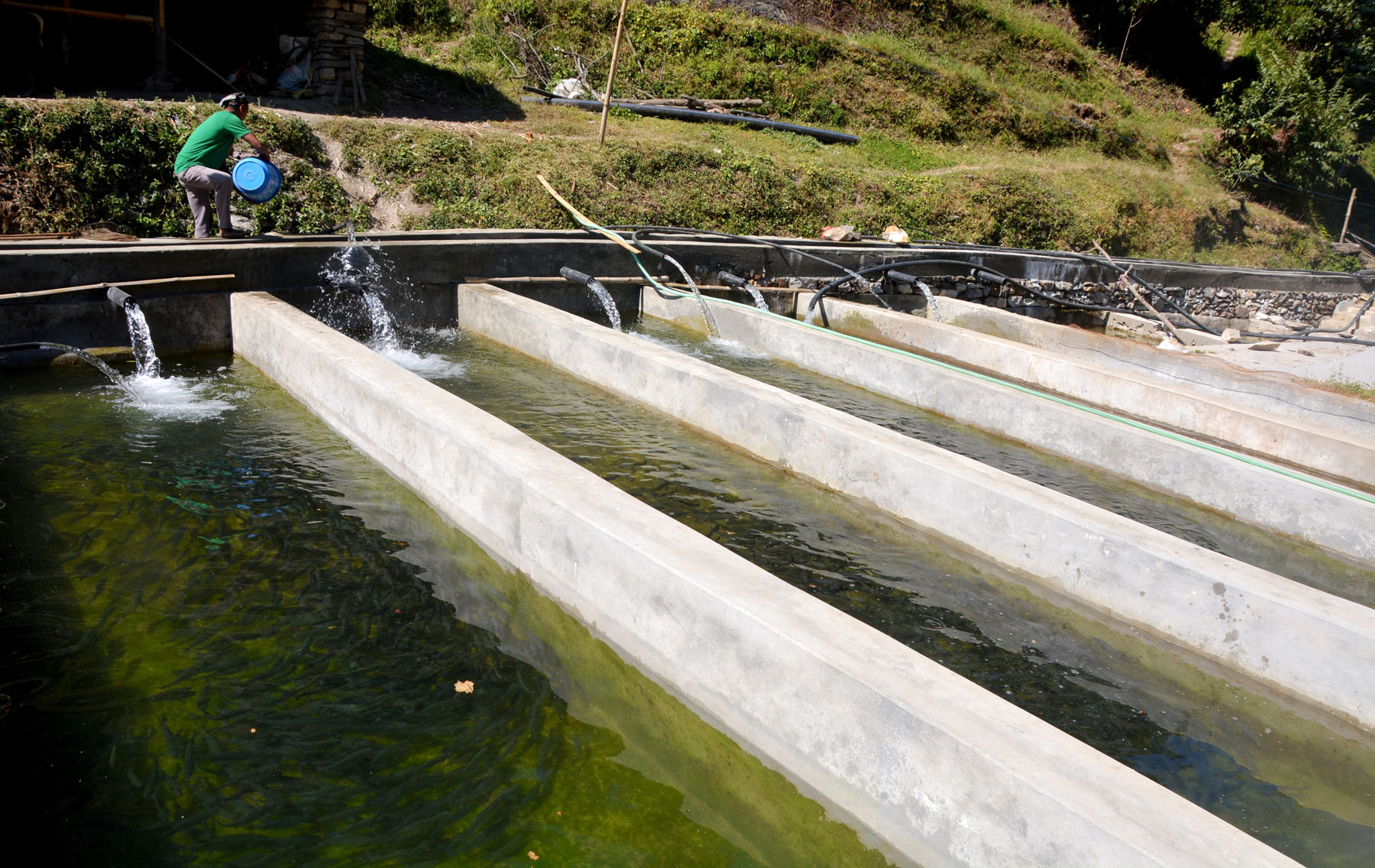  शनिश्चरे तालमा १६ हजार माछाका भुरा हालियो